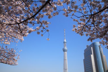 Tokyo sky tree ve kiraz çiçeği