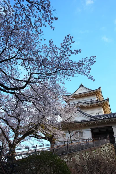 Château d'Odawara et fleur de cerisier — Photo