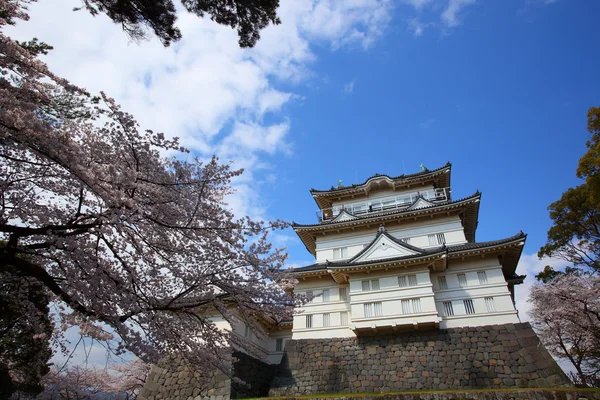 Odawara vár és a cherry blossom — Stock Fotó