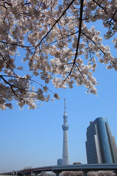 도쿄 스카이 트리 및 체리 꽃 — 스톡 사진