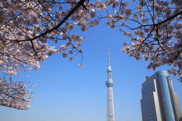 Токийское небо и цветение вишни — стоковое фото