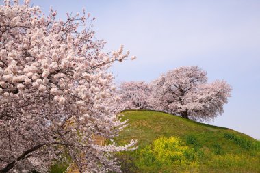 Cherry tree on the hill clipart