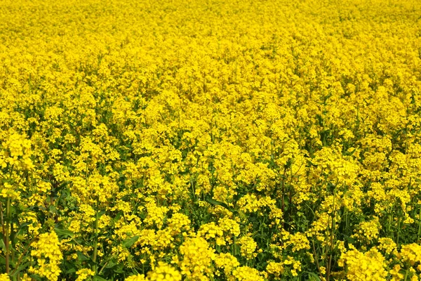 stock image Rapeseed field