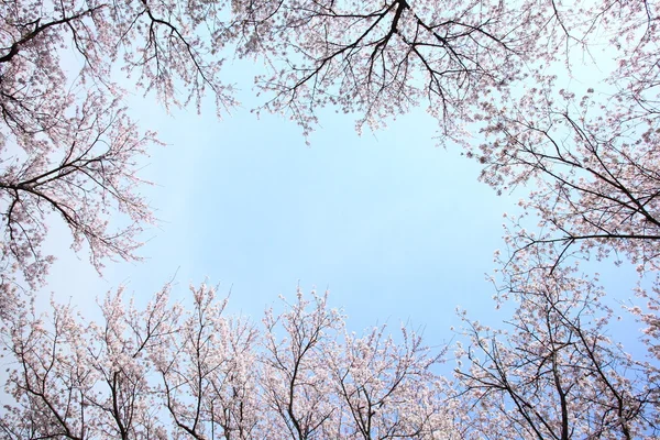 Marco de flor de cerezo — Foto de Stock