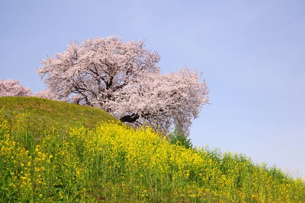 Cerejeira na colina — Fotografia de Stock