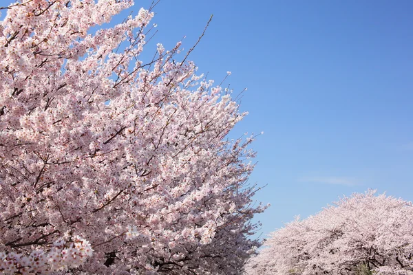 Kirschbaum und blauer Himmel — Stockfoto