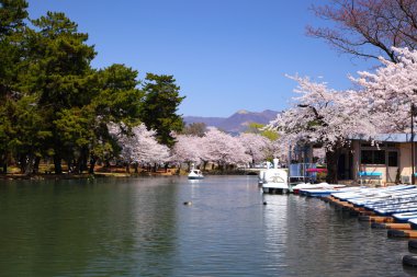 Cherry tree and pond clipart