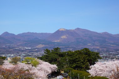 Mt. Akagi and cherry tree clipart
