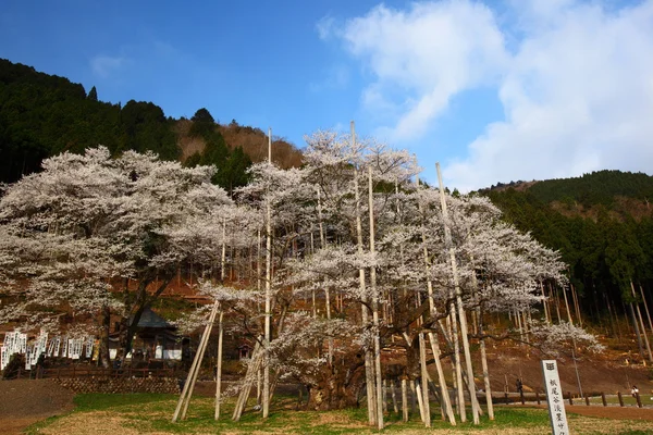 Japanischer Kirschbaum — Stockfoto