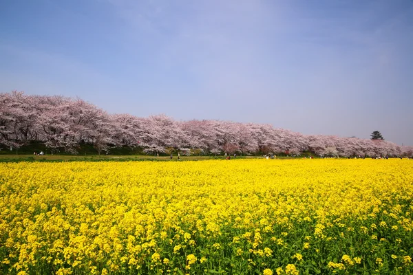 菜の花と桜の木 — ストック写真