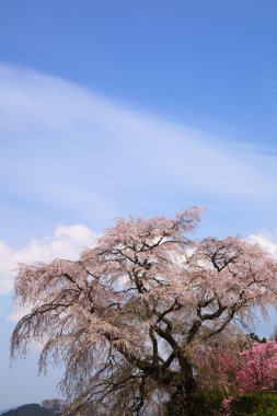 Japon kiraz ağacı