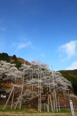 Japon kiraz ağacı