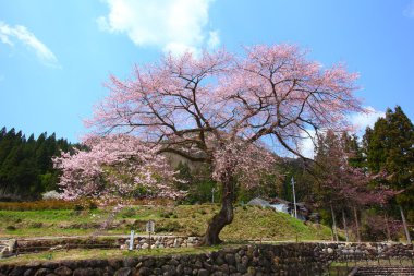 Japon kiraz ağacı