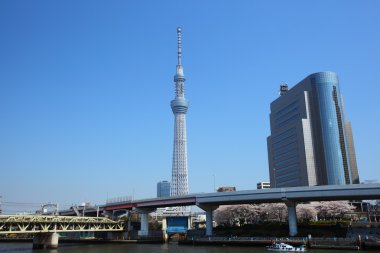 ağaç gökyüzü Tokyo, Japonya