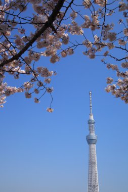Tokyo sky tree ve kiraz çiçeği