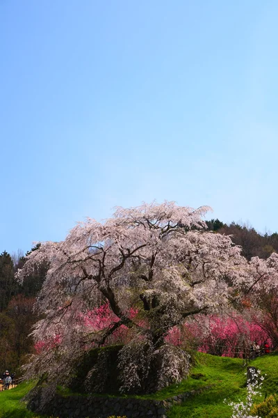 Japonská třešeň — Stock fotografie
