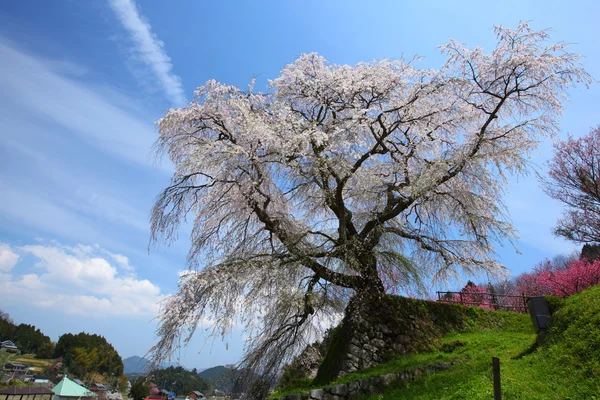 Cireșe japoneze — Fotografie, imagine de stoc