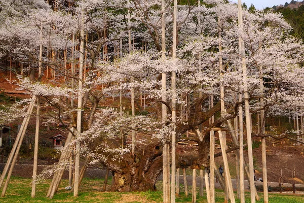 日本の桜の木 — ストック写真