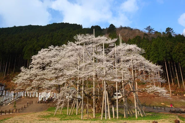 Japońskie wiśniowe drzewo — Zdjęcie stockowe