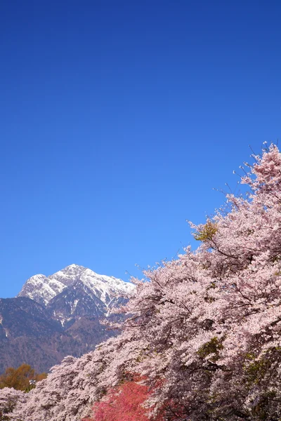 Cherry tree and snowy mountain — Stock Photo, Image