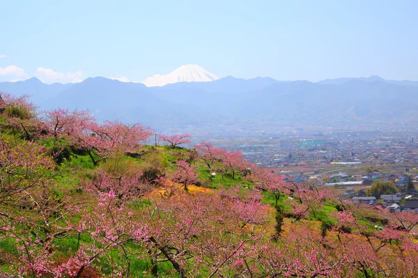 Pêssego e Mt. Fuji. — Fotografia de Stock