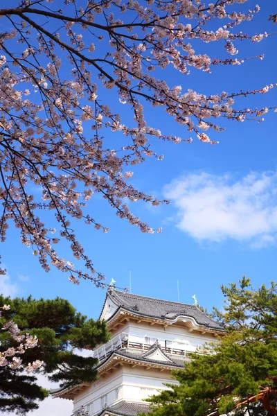 Castello di Odawara e fiori di ciliegio — Foto Stock