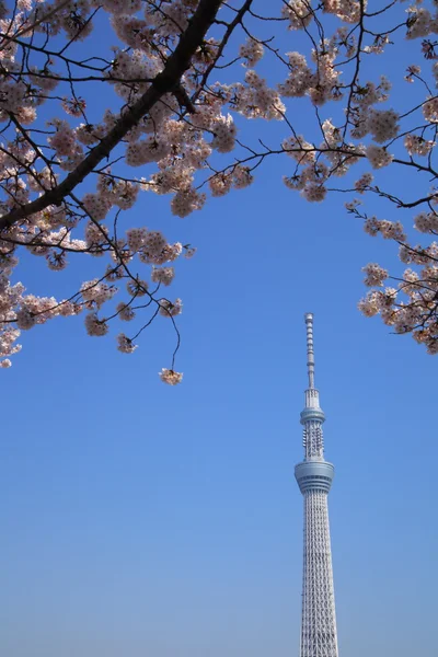 Токийское небо и цветение вишни — стоковое фото