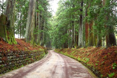 nikko, Cedar Caddesi