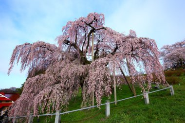 Cherry trees in full blossom clipart