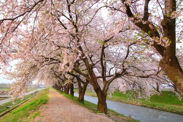 Cherry tree and causeway — Stock Photo, Image