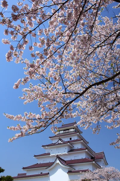 Castillo de Aizuwakamatsu y flor de cerezo — Foto de Stock