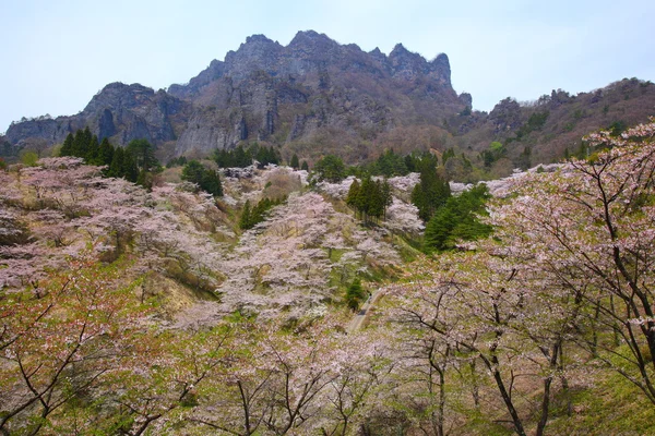 桜の木と岩だらけの山 — ストック写真