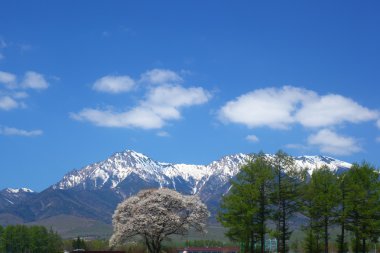 ağaç malus sieboldii ve mt. yatsugatake