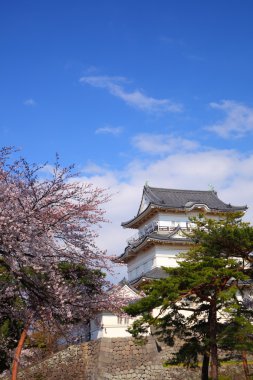 Odawara Castle and cherry blossom clipart