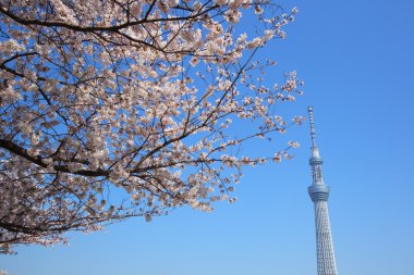 Tokyo sky tree ve kiraz çiçeği