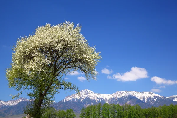 Дерево Малуса Зибольдии и горы Малуса Яцугатакэ — стоковое фото
