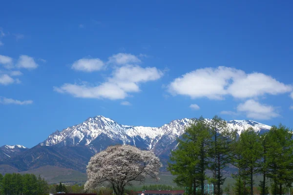 Albero di Malus Sieboldii e Mt. Yatsugatake — Foto Stock