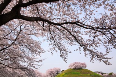 Cherry tree on the hill clipart