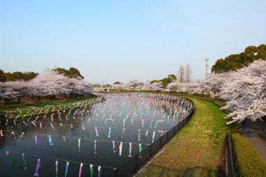 Carp streamer and Cherry tree clipart