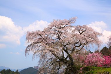 Japon kiraz ağacı