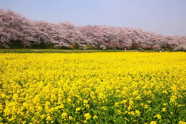Rape blossoms and cherry tree — Stock Photo, Image