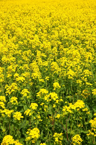 stock image Rapeseed field