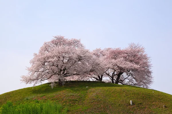 Wiśniowe drzewo na wzgórzu — Zdjęcie stockowe