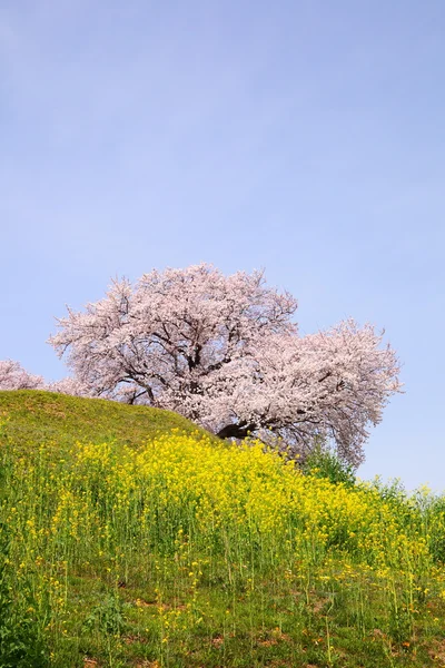 Kirschbaum auf dem Hügel — Stockfoto
