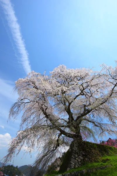 Japán cseresznyefa — Stock Fotó