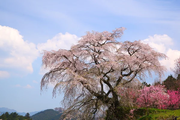 Japon kiraz ağacı — Stok fotoğraf