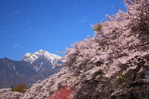 Cherry blossoms and snowy mountain — Stock Photo, Image