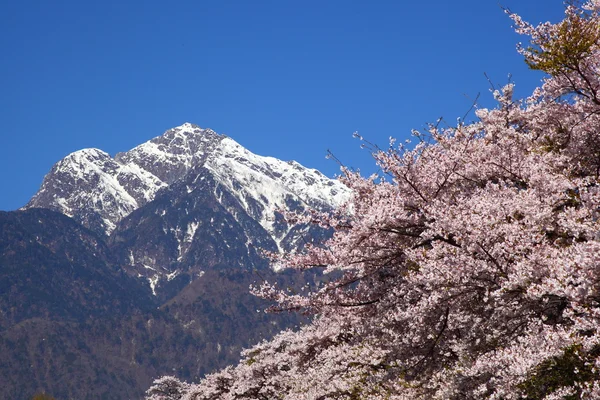 Cherry tree and snowy mountain — Stock Photo, Image