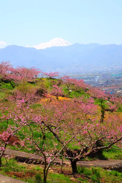 桃花树和富士山 — 图库照片