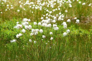 Cotton grass clipart